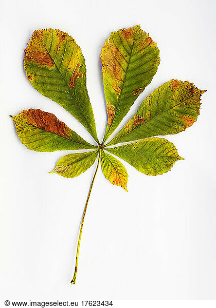 Studio shot of single autumn colored leaf of chestnut tree