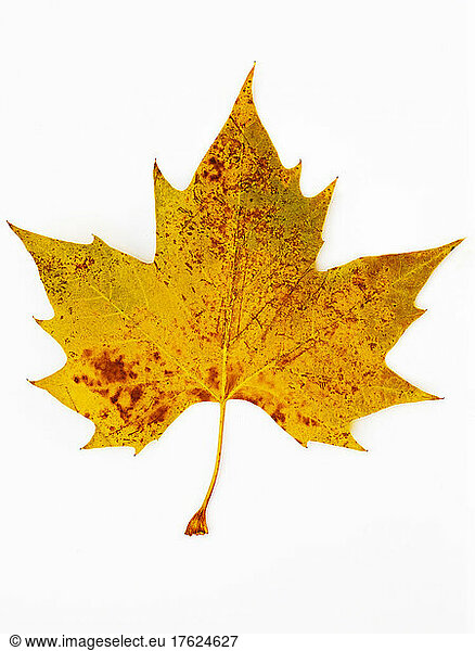 Studio shot of single autumn colored leaf of plane tree