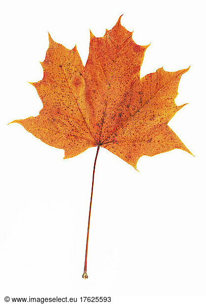 Studio shot of single autumn colored maple leaf