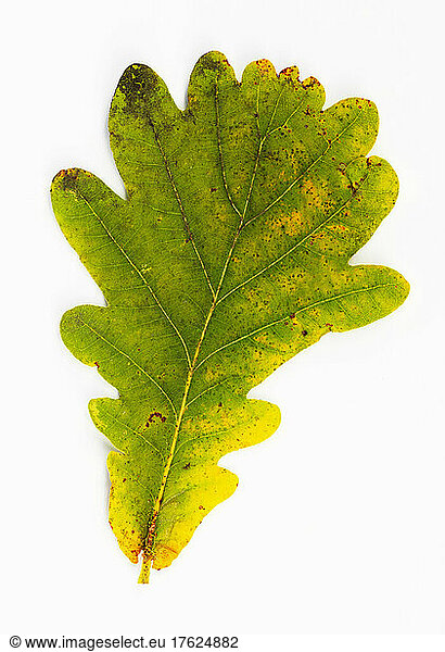 Studio shot of single autumn leaf of oak tree (Quercus robur)