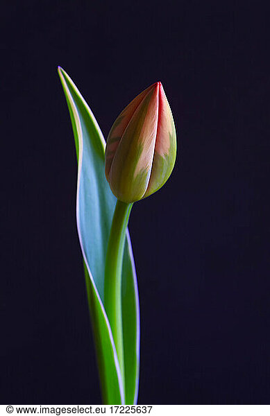 Studio shot of single budding tulip