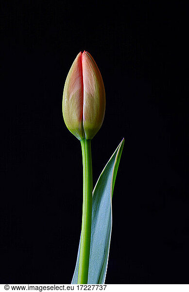 Studio shot of single budding tulip
