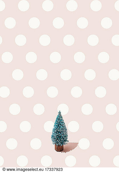 Studio shot of single coniferous tree standing against pink polka dot background