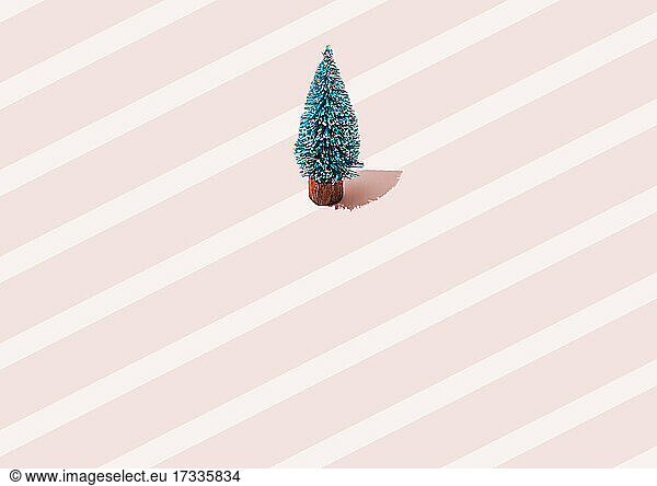 Studio shot of single coniferous tree standing against pink striped background