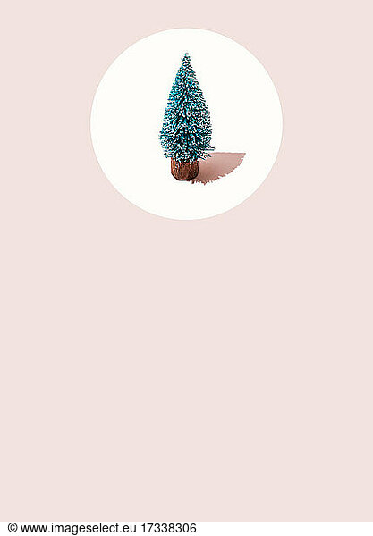 Studio shot of single coniferous tree standing against white circle on pink background