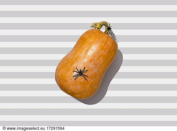 Studio shot of spider sitting on top of raw pumpkin lying against striped background