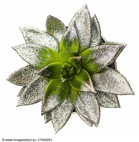 Studio shot of succulent plant covered in silver colored glitter