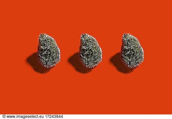 Studio shot of three coniferous Trees standing against red background