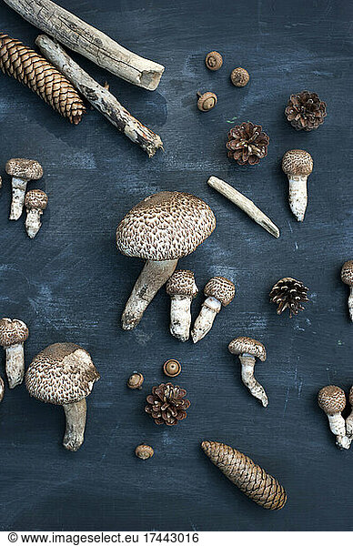 Studio shot of twigs  pine cones and parasol mushrooms (Macrolepiota procera)