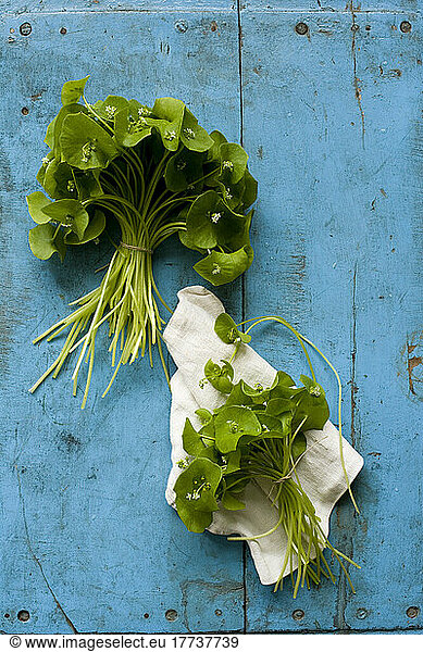 Studio shot of two bundles of Indian lettuce (Claytonia perfoliata) lying against wooden rustic background