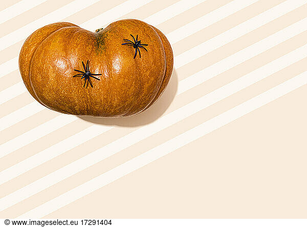 Studio shot of two spiders crawling on raw pumpkin