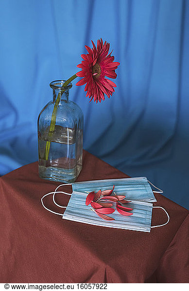 Studio shot of vase with red blooming flower and petals on protective face masks