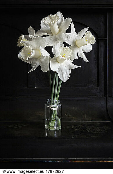 Studio shot of white blooming daffodils