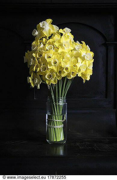 Studio shot of yellow blooming daffodils