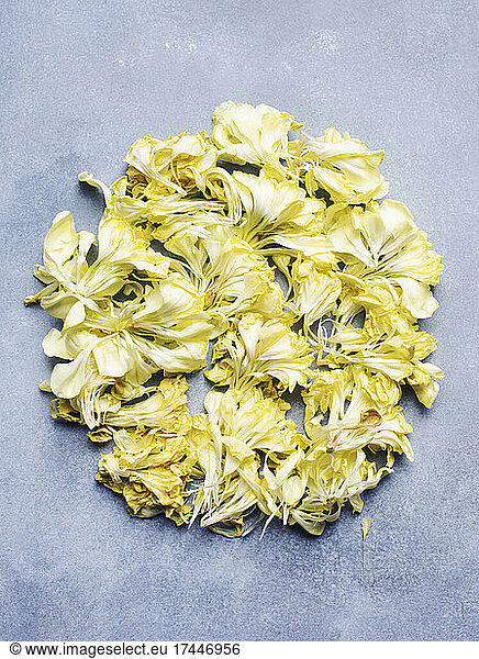 Studio shot of yellow carnation flower petals