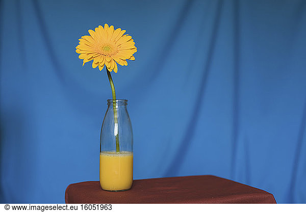 Studio shot of yellow flower blooming in glass bottle filled with yellow water