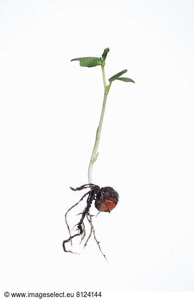 Studioaufnahme einer jungen Saubohnenpflanze und Wurzeln