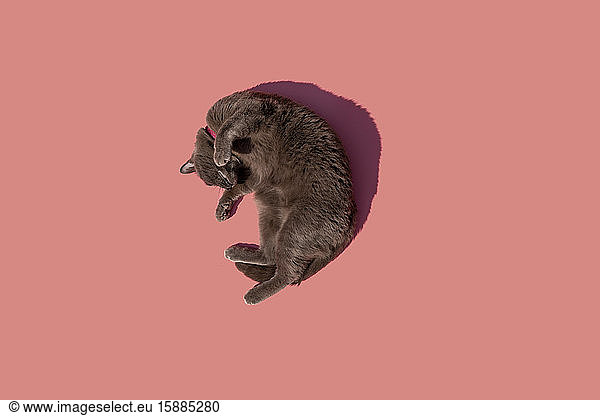 Studioaufnahme einer russisch blauen Katze  die vor rosa Hintergrund liegt