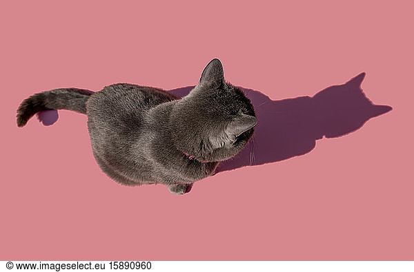 Studioaufnahme einer russisch blauen Katze  die vor rosa Hintergrund sitzt