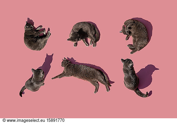 Studioaufnahme von russisch blauen Katzen vor rosa Hintergrund