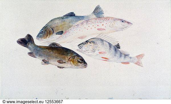 Study of Fish: Two Tench  a Trout and a Perch  c1822-1824. Artist: JMW Turner