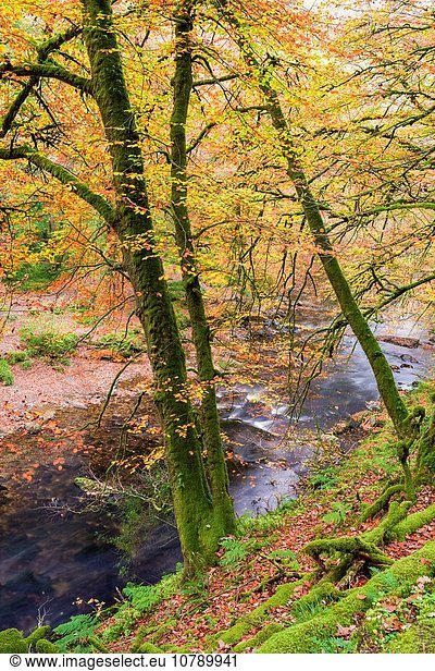 Stufe nahe Farbaufnahme Farbe Fluss Herbst England Somerset
