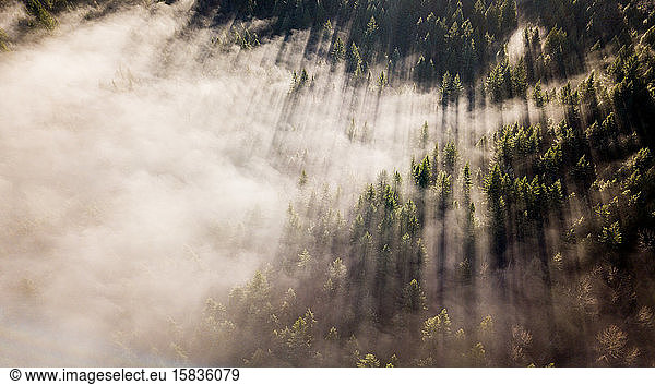 Stunning morning light cuts through the fog in Washington