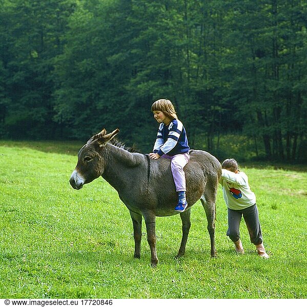 Sturer Esel und Kinder