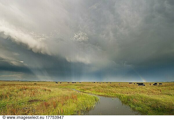 Sturmwolken und Regenbogen über Vieh in küstennahen Weidesümpfen  Elmley Marshes National Nature Reserve  Isle of Sheppey  Kent  England  Juli