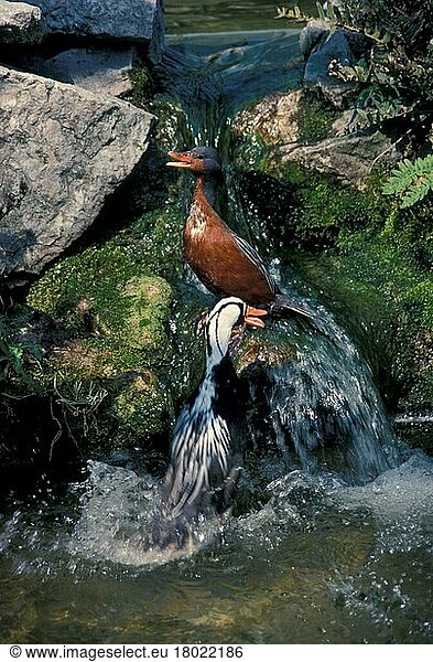Sturzbach-Ente (Merganetta armata) Paar in schnell fließendem Wasser  rufend (S)
