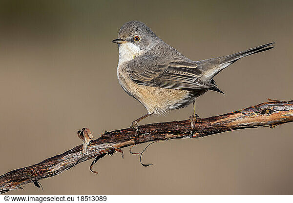 Subalpine warbler female. Sylvia cantillans  perched on the branch of a tree on a uniform background