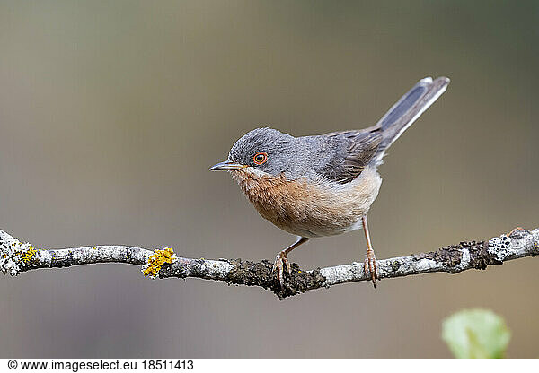 Subalpine warbler male. Sylvia cantillans  perched on the branch of a tree on a uniform background