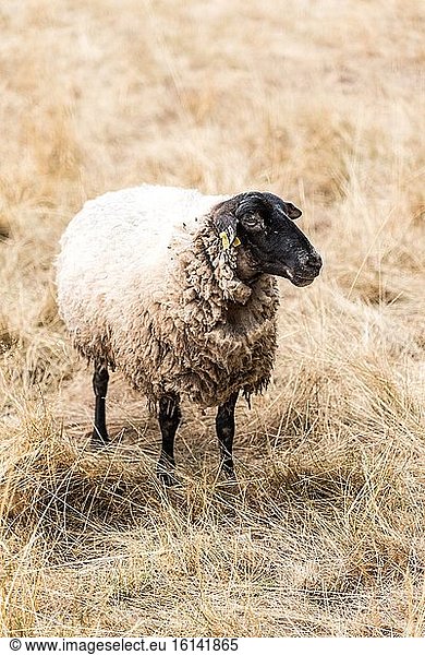 Suffolk sheep in its meadow