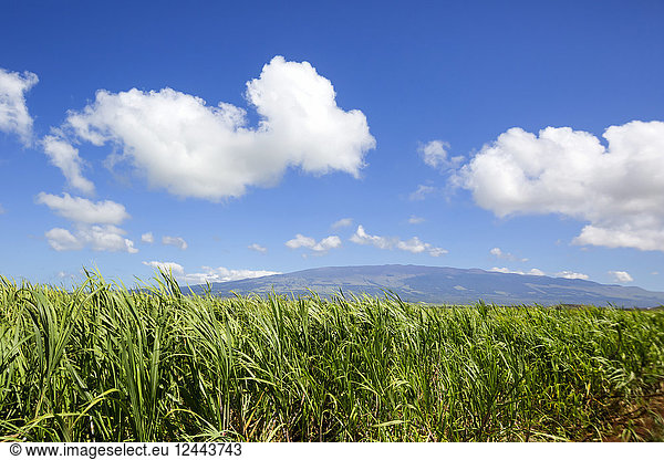 Sugar cane fields and Haleakala  Maui  Hawaii  United States of America