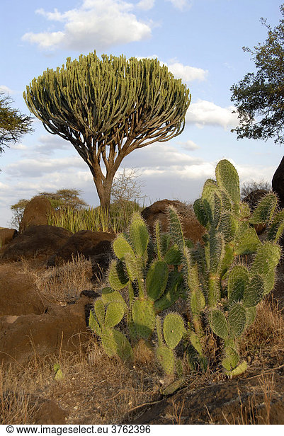 Sukkulenten Euphorbia und Kaktus in der Savanne Amboseli National Park Kenia