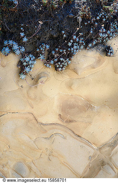 Sukkulenten hängen über Sandbänke entlang der Küste Kaliforniens