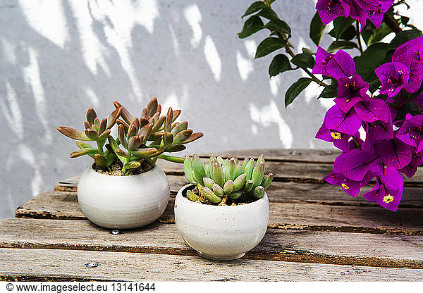 Sukkulenten und Bougainvillea-Blüten auf Holztisch an der Wand