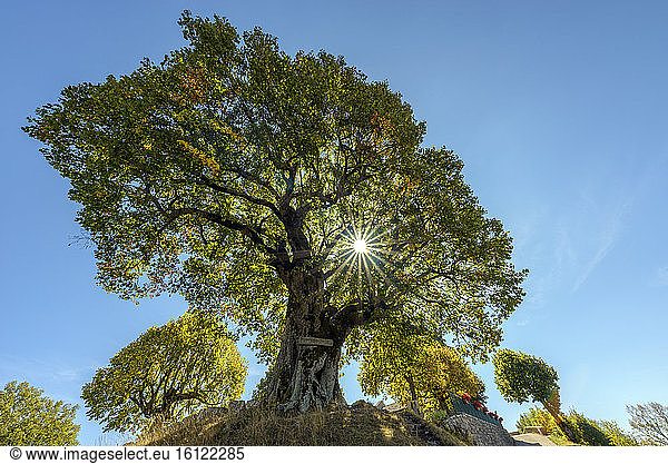 Sully lime tree of more than 400 years  planted in 1601  Lime tree in the Bugey  Innimond  Ain  France