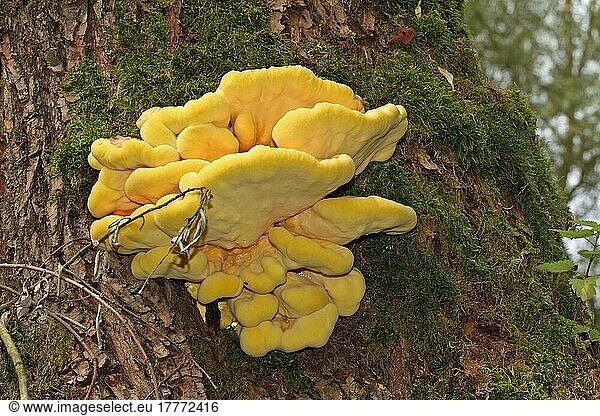 Sulphur Porcine
