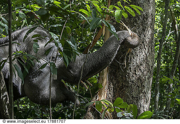 Sumatra elephants ( Elephas maximus sumatranus) tearing _ eating bark  Barumun  North Sumatra -1-