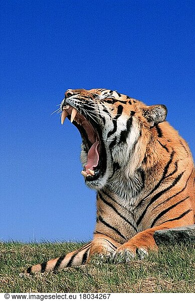 Sumatra Tiger (Panthera tigris sumatrae)  gähnend  Sumatratiger (Tiere) (außen) (outdoor) (Porträt) (portrait) (seitlich) (side) (Wiese) (meadow) (asia) (liegen) (liegend) (gefährlich) (dangerous) (Gefahr) (danger) (Säugetiere) (mammals) (Raubtiere) (beasts of prey) (Kommunikation) (communication) (Katzenartige)