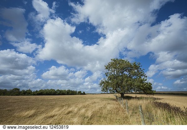 Summer afternoon in South Downs National Park West Sussex England.
