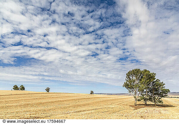 Summer clouds over Stubble Field in Clare Valley