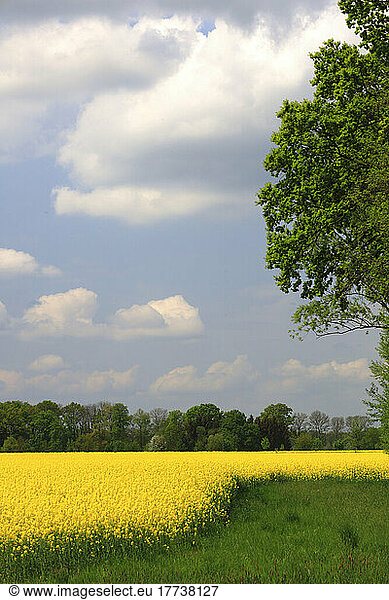 Summer clouds over vast yellow oilseed rape field