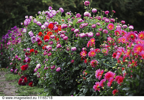 Summer flowering plants in an organic flower nursery. Crysanthemums in vivid colours.
