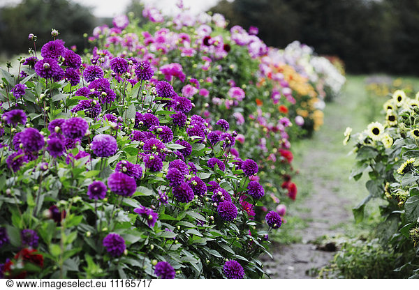 Summer flowering plants in an organic flower nursery. Dahlias in deep purple and pink colours.