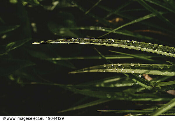 Summer grass after the rain  with water droplets