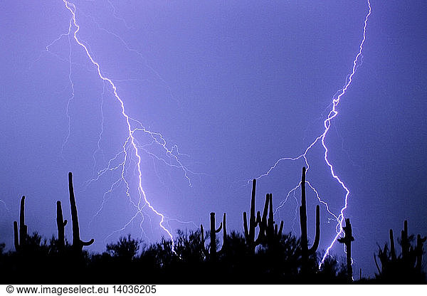 Summer Lightning and Cacti  Arizona