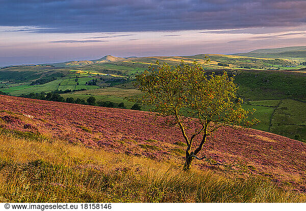 Summer view of Shutlinsloe with carpet of heather  Wildboarclough  Cheshire  England  United Kingdom  Europe