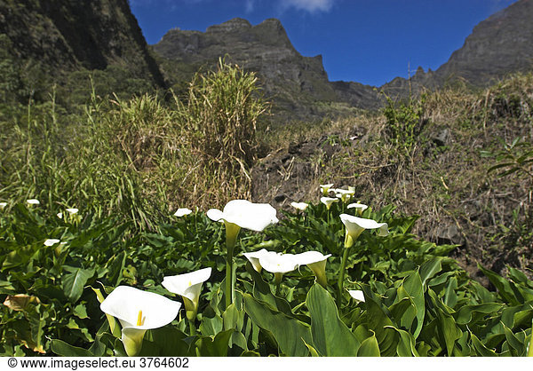 Sumpf-Calla  Drachenwurz  Calla palustris  im Vulkankessel Cirque de Mafate  Insel La Reunion  Frankreich  Afrika